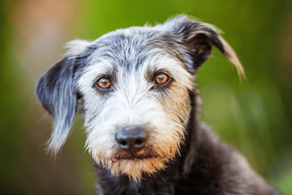 A terrier crossbreed