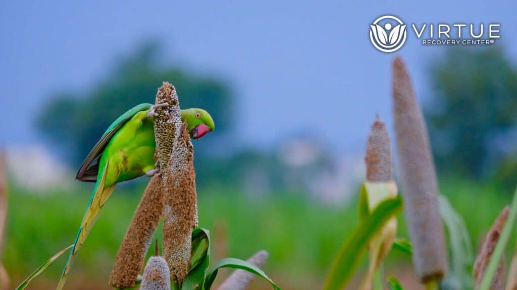 Parrots Raid Poppy Farms in India Opium-Addicted Parrots
